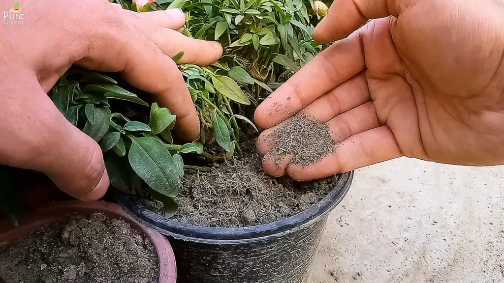 Loose Soil of Dog Flower Plant