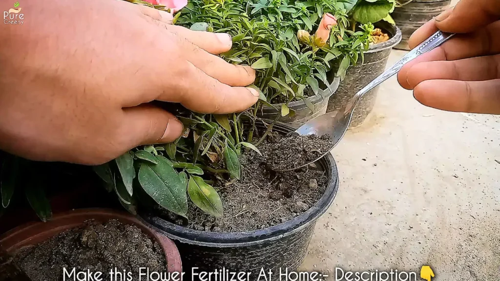 fertilizing dog flower plant