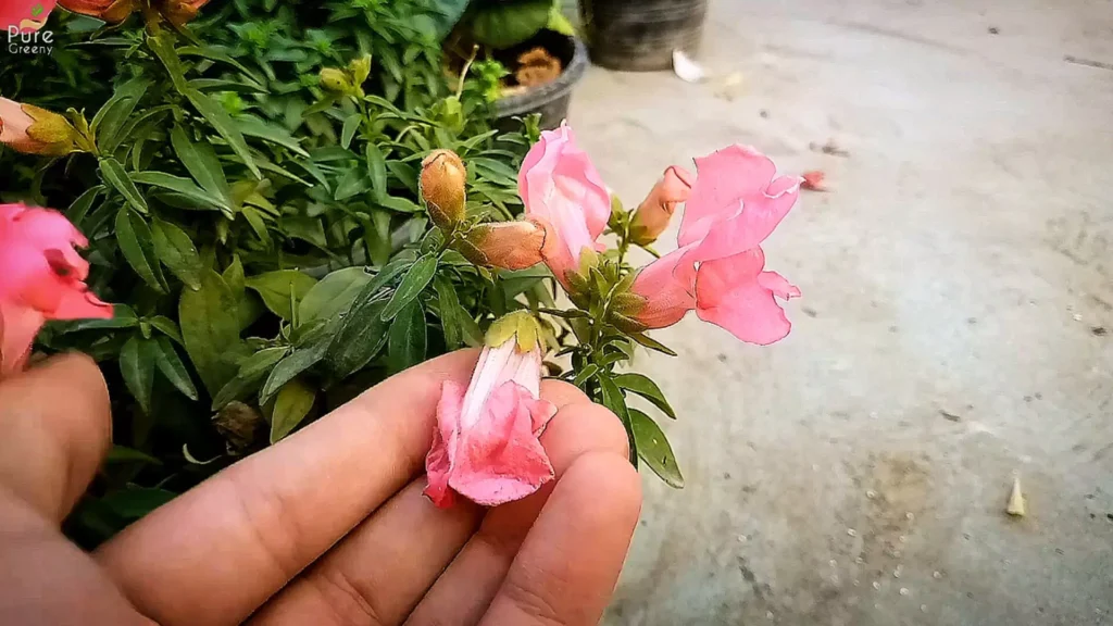 Deadheading Dog Flower Plant