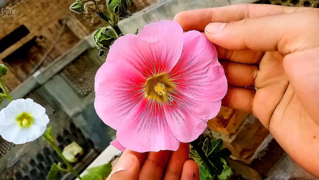 Hollyhock flower bicolor