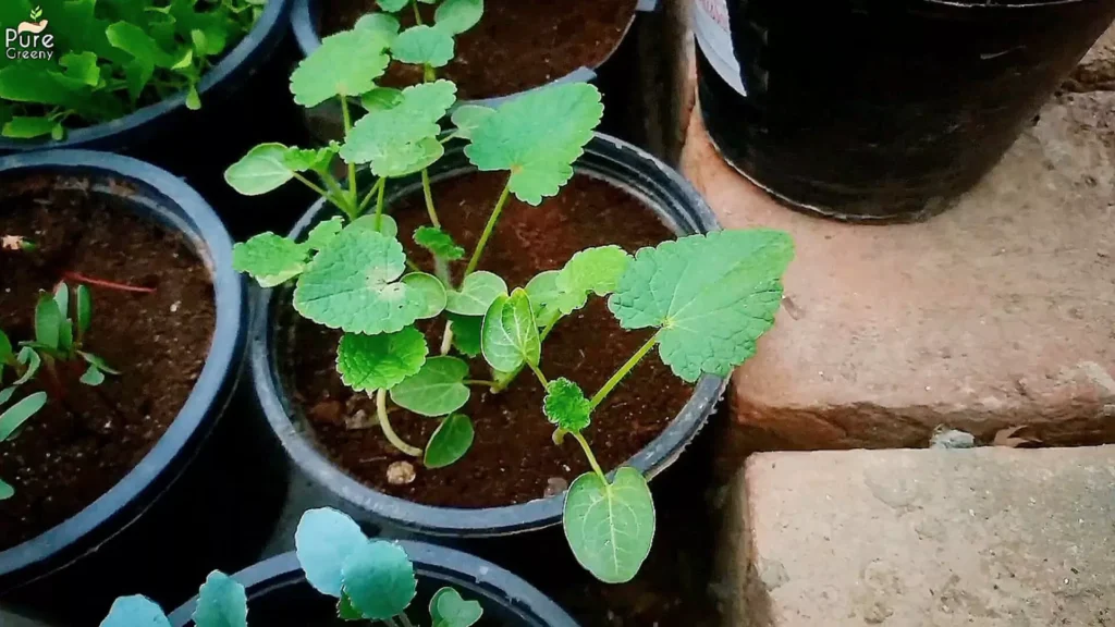 Younger Hollyhock Plants