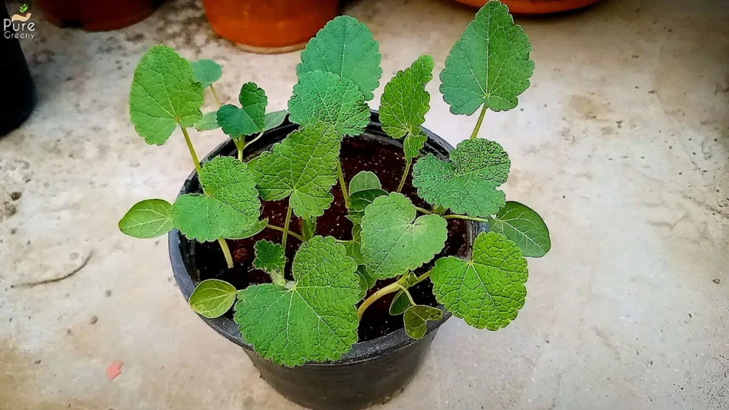 Younger Hollyhock Plants