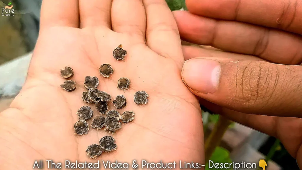 Hollyhock Seeds