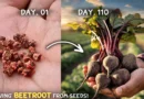 How To Grow Beetroots At Home