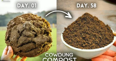 How To Make Cow dung Compost At Home? (Beginner's Guide)
