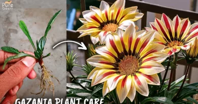 7 GROWTH HACKS - Gazania Flower Plant Care Tips! (BLOOMING 10X*)