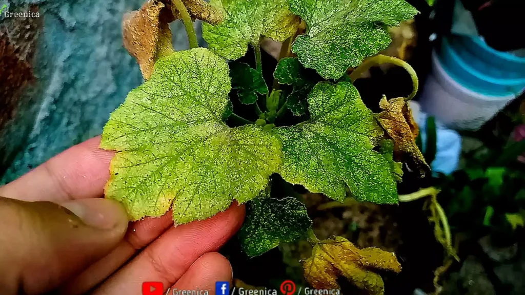 spider Mites attacked Leaves