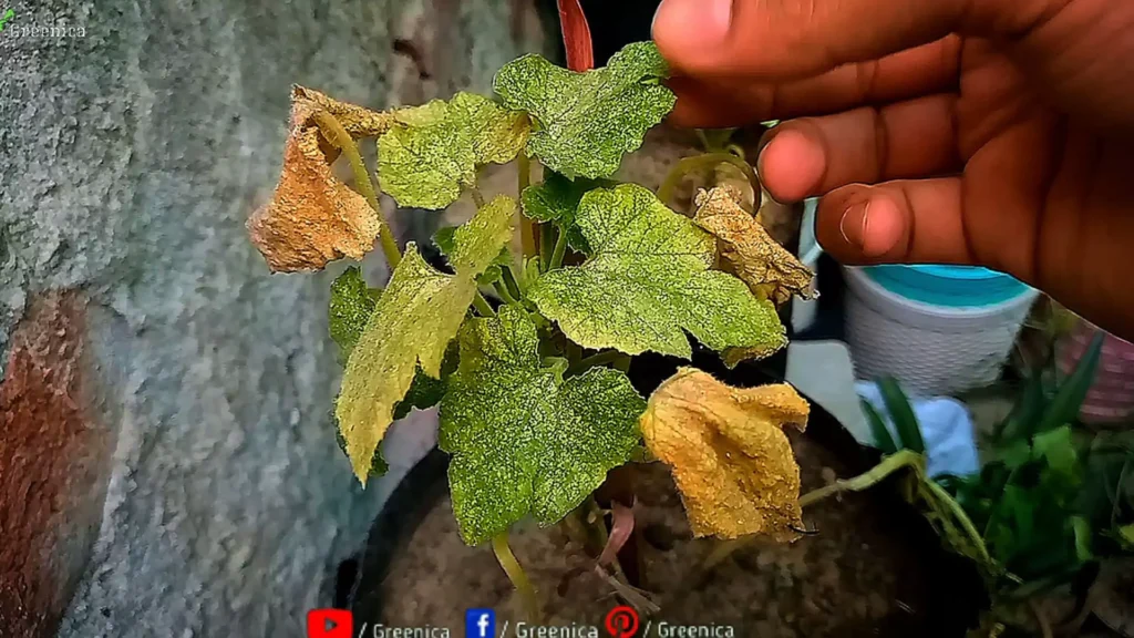 Plant Infected By Spider mites