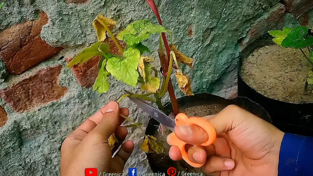removing Infected Leaves