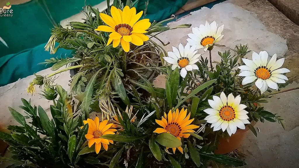 Gazania Flowers