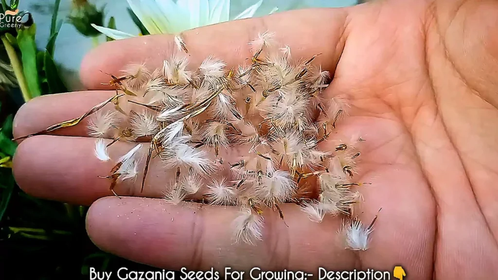 Gazania Plant Seeds