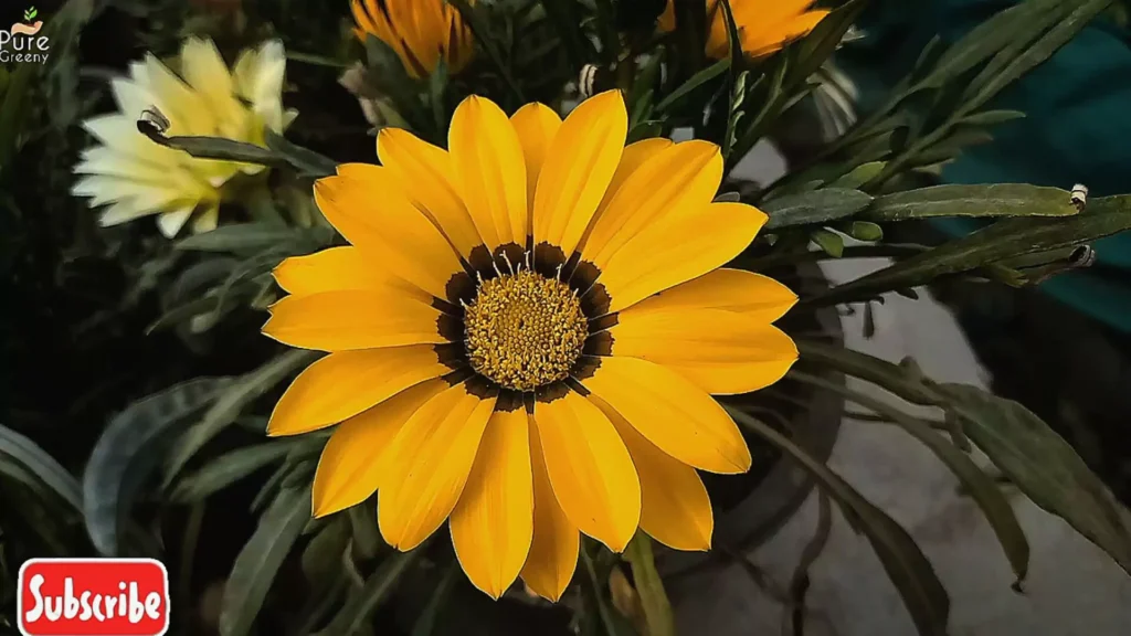 Gazania Plant yellow Flower