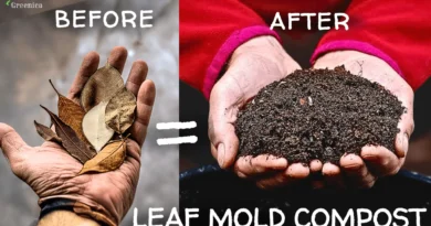 How To Make Leaf Mold Compost at Home Step By Step? (Beginner's Guide)