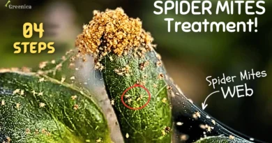 4 Easy Steps Of Spider Mites Treatment! - Spider Mites On Plants?