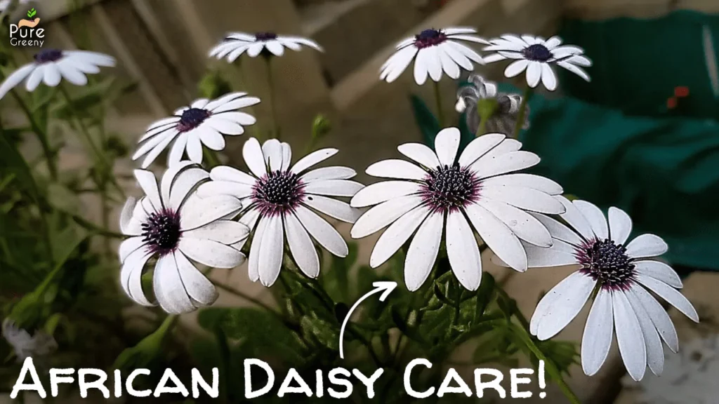 African Daisy Flower Plant Care Guide! (7-SECRETS*)