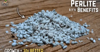 A Mastering Guide On How to Use Perlite For Plants? (DO & DON'TS Added)