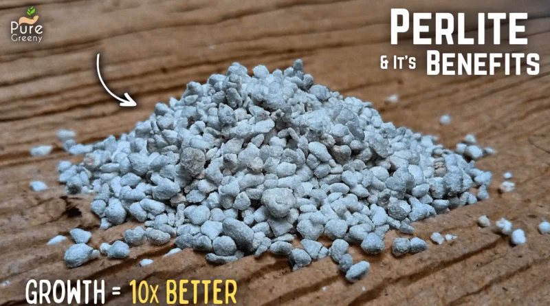 A Mastering Guide On How to Use Perlite For Plants? (DO & DON'TS Added)