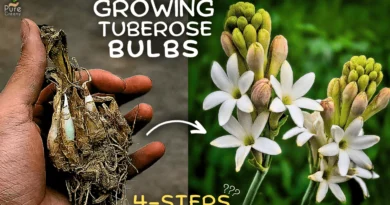 A Comprehensive Guide On Tuberose Plant Care! (5 Tricks*)