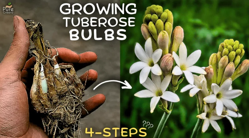 A Comprehensive Guide On Tuberose Plant Care! (5 Tricks*)