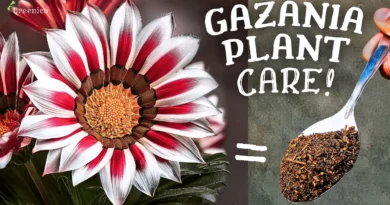 A Comprehensive Guide On Gazania Flower Plant Care! (7-SECRETS*)