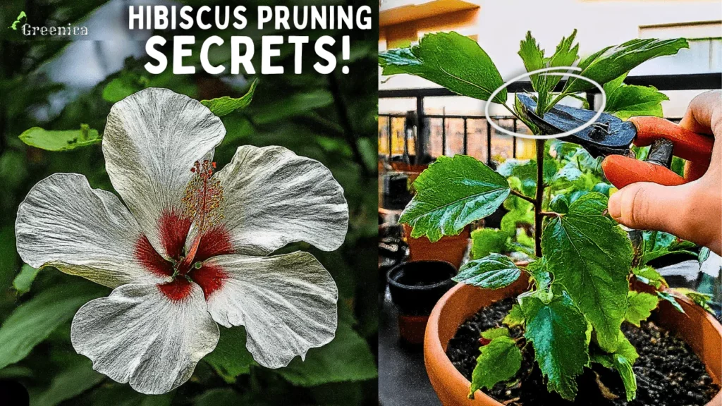Hibiscus Pruning SECRETS - When, Why & How To Prune Hibiscus Plant?