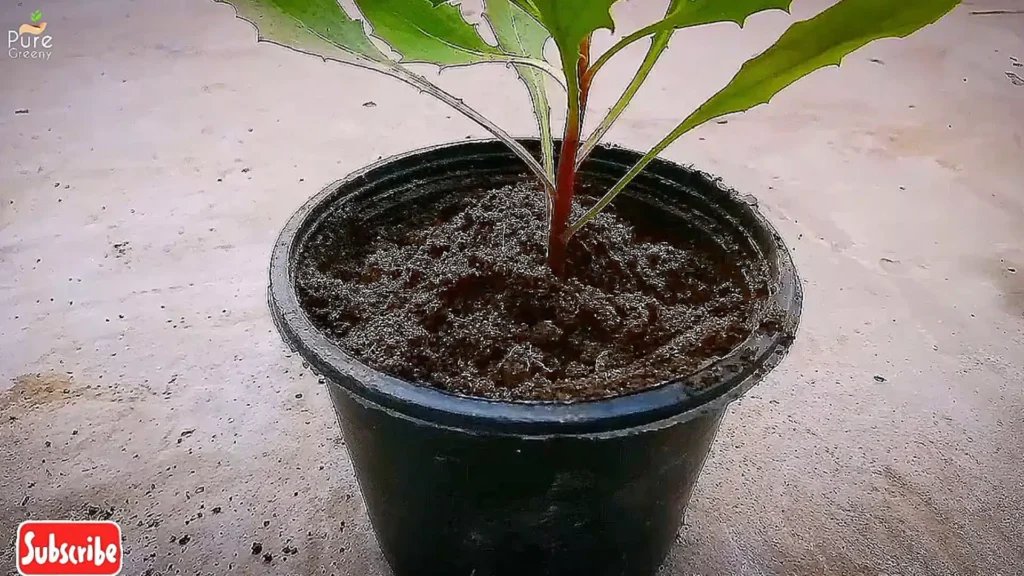 Transplanting African Daisy Seedlings