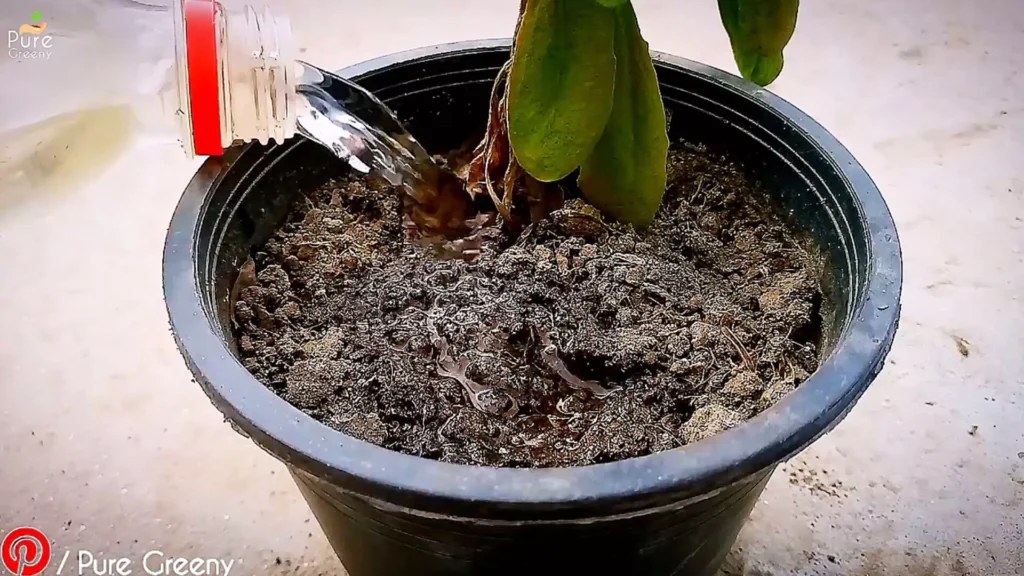 Watering African Daisy Plant