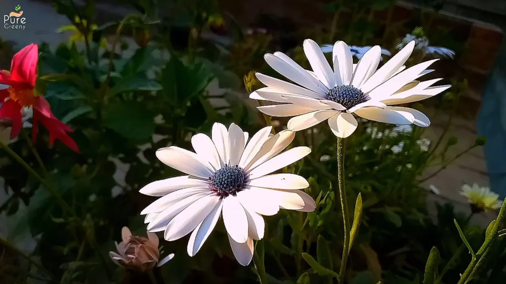 african Daisy in full Sun