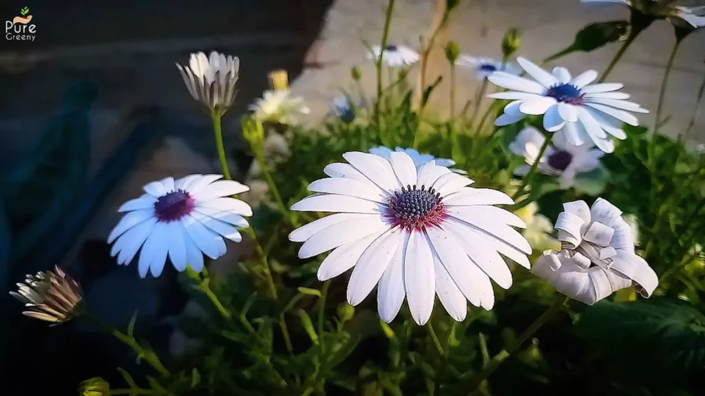 african Daisy Plant Flowers