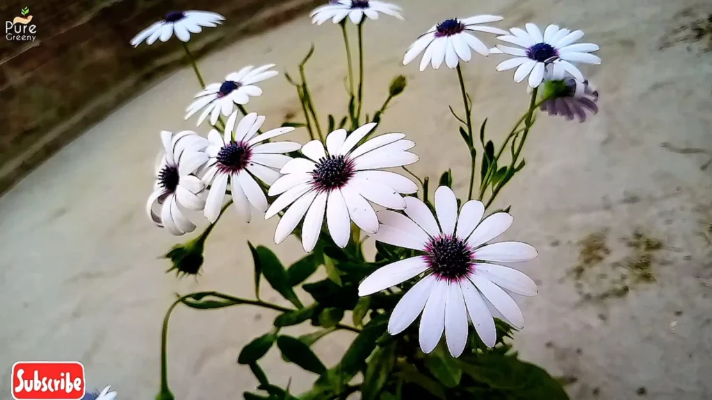 african Daisy Flowers