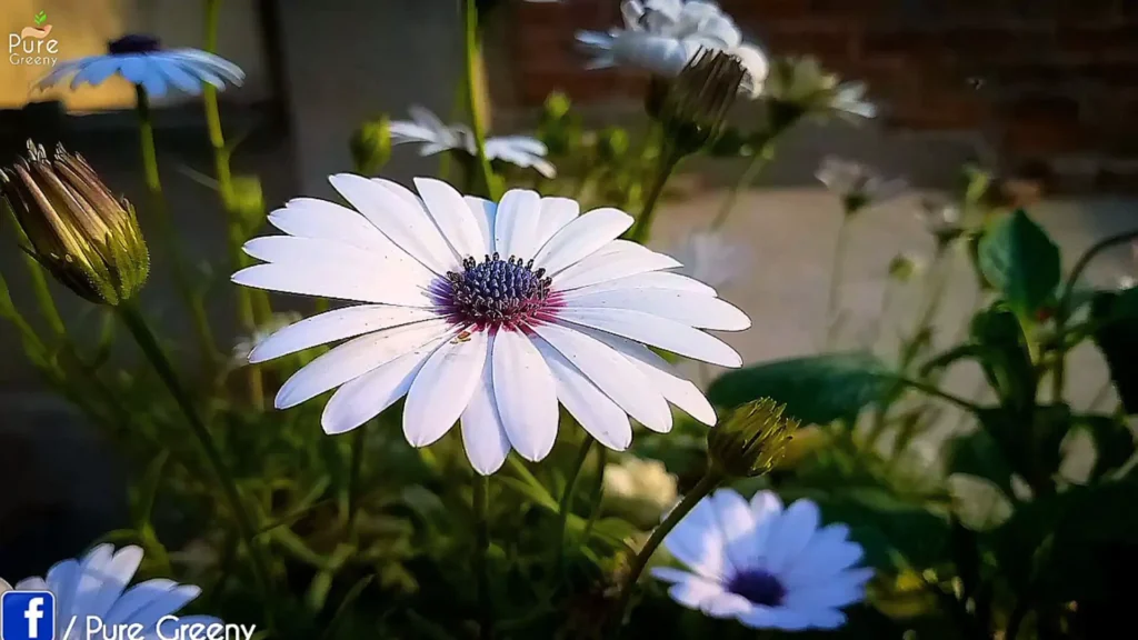 african Daisy Flower In sun