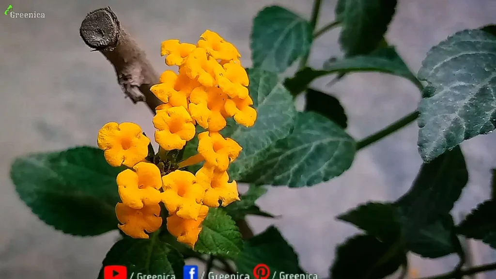 Lantana Plant Flowers
