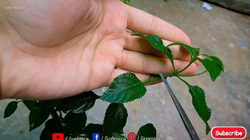 Pruning Lantana Pant