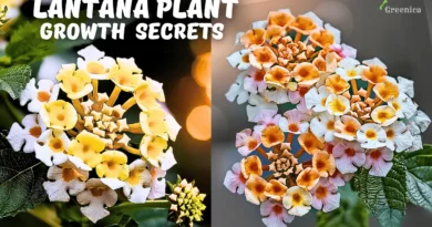 A Comprehensive Guide On Lantana Plant Care! (10X BLOOMING*)