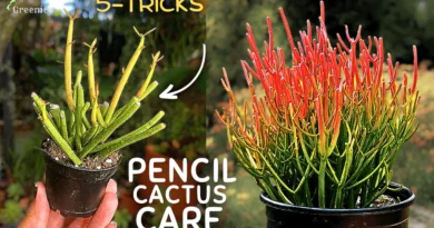 A Comprehensive Guide On Firesticks Pencil Cactus Care! (SECRETS Revealed*)