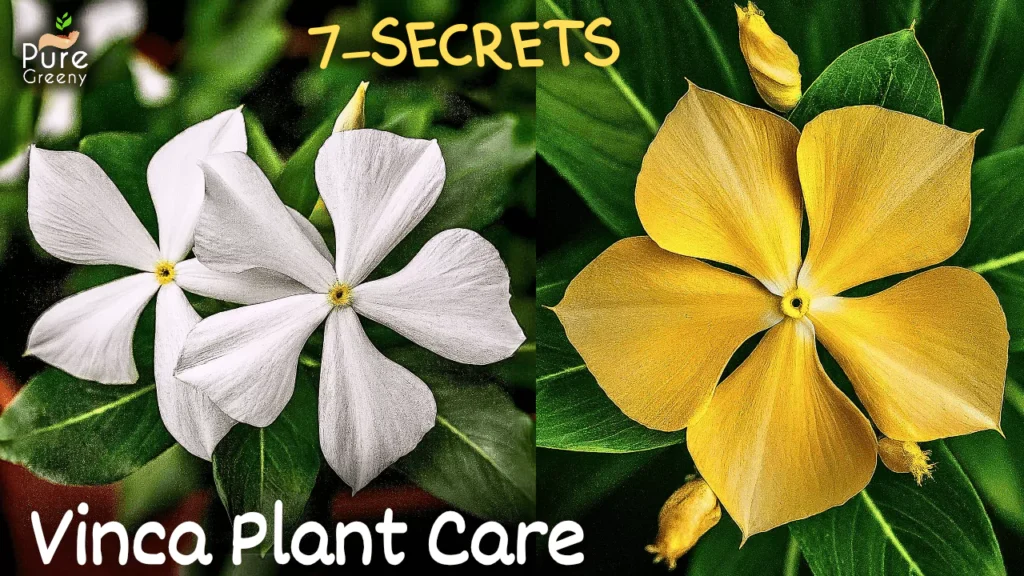 6 GROWTH HACKS - Vinca Plant Care Tips! (10x BLOOMING*)