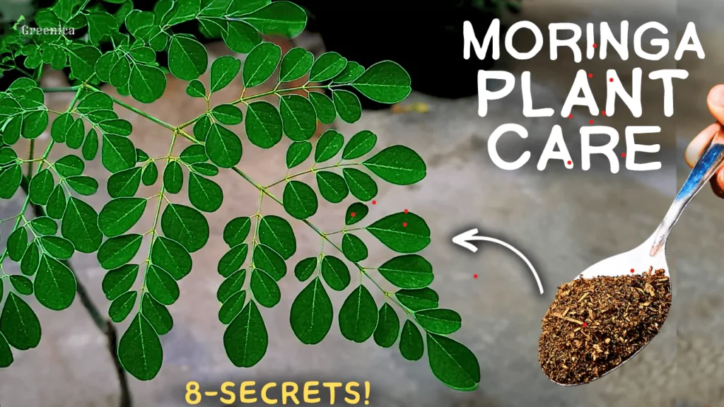 A MASTERING Guide on Moringa Tree Care! (Moringa In Pots)