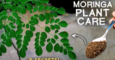 A MASTERING Guide on Moringa Tree Care! (Moringa In Pots)