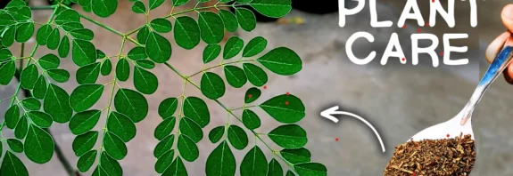 A MASTERING Guide on Moringa Tree Care! (Moringa In Pots)