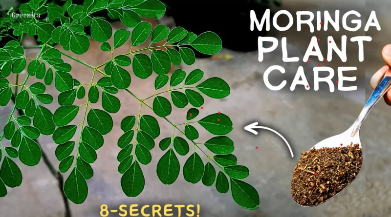 A MASTERING Guide on Moringa Tree Care! (Moringa In Pots)
