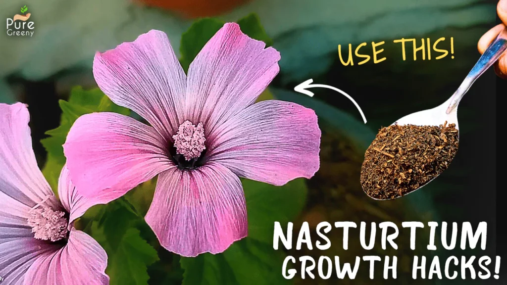 Nasturtium Plant Care Tips! (Max. Flowering)