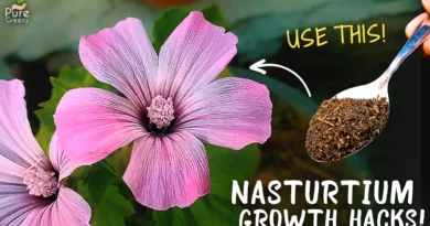 Nasturtium Plant Care Tips! (Max. Flowering)