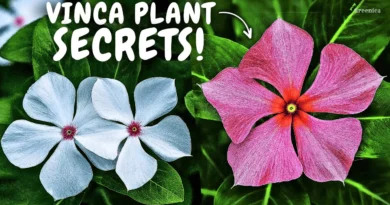 How to Grow Vinca Pant Fast? (7-Care Tips)