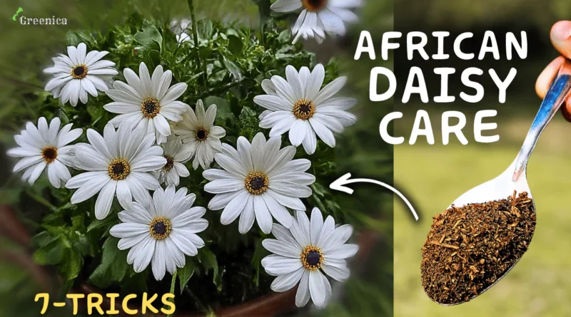7 GROWTH HACKS: African Daisy Flower Plant Care!
