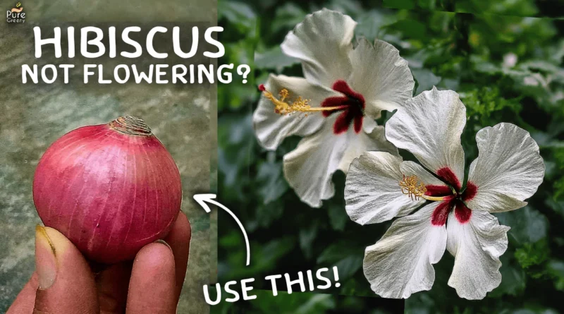 6 CAUSES - Why Hibiscus Plant is Not Flowering? (Solution Added)