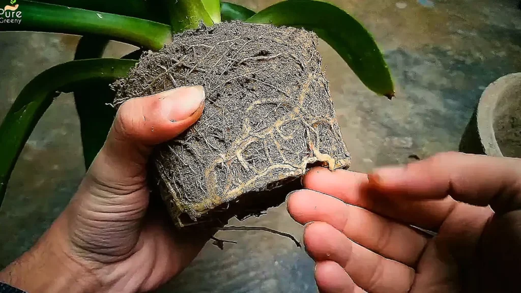 Root Bowl of Agave Plant