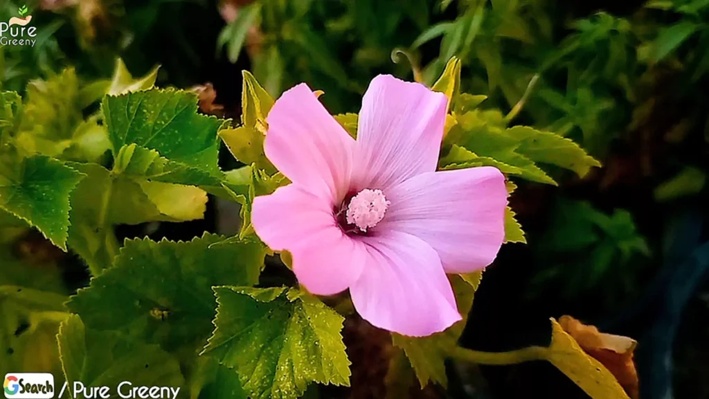 Nasturtium Plant Flower