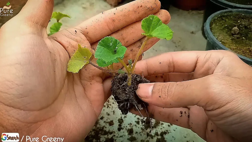 Nasturtium Plant Seedling