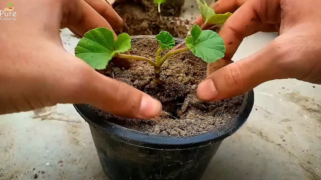 Transplanting Nasturtium Plant