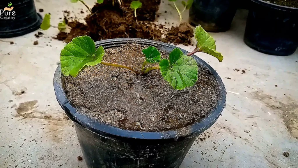 Transplanting Nasturtium Plant